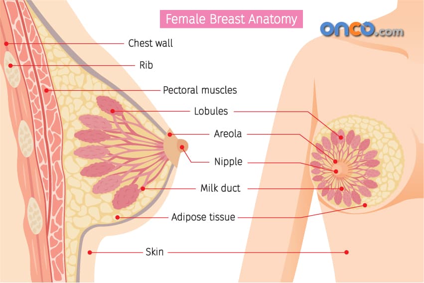Breast Anatomy